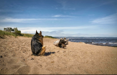 Perrito 'jorobado' conquista las redes