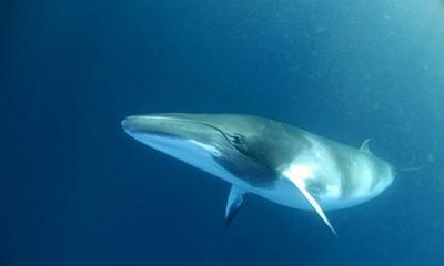 Dejan de estar en peligro crítico de extinción la ballena de aleta y el gorila de montaña